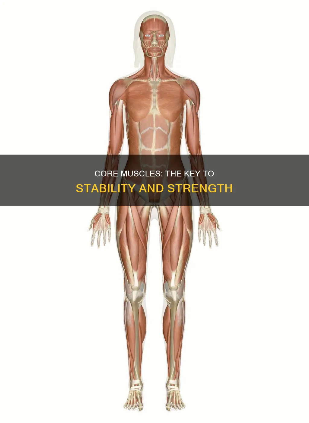 what core muscles do