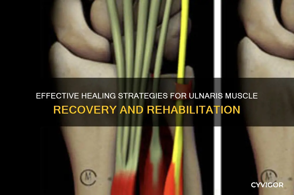 what could cause the ulnaris muscle to heal