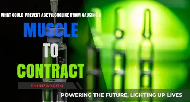 Blocking Acetylcholine's Role: Factors Preventing Muscle Contraction Explained