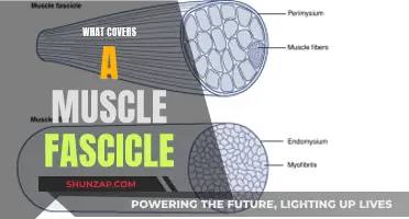 Exploring Muscle Fascicles: The Epimysium's Role