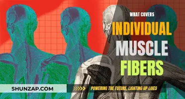 Muscle Fibers: What's the Covering?