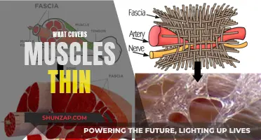 Muscle Loss: What's Behind It?