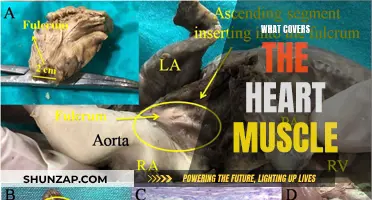 The Heart Muscle's Protective Covering