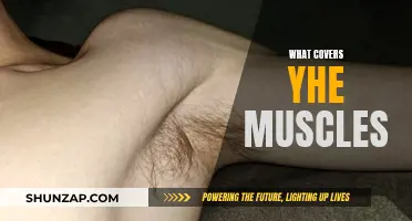 The Muscles' Protective Covering: