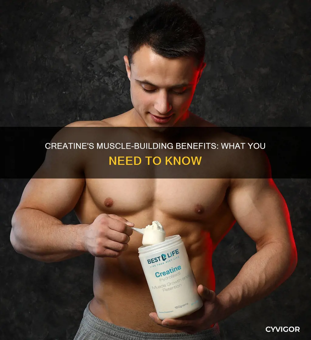 what creatine does for muscles