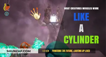 How Cylinder-Like Muscles Power Unique Creature Movements and Abilities