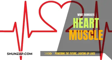 Heart Muscle Damage: Causes and Prevention