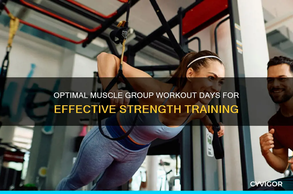what days should i workout each muscle group