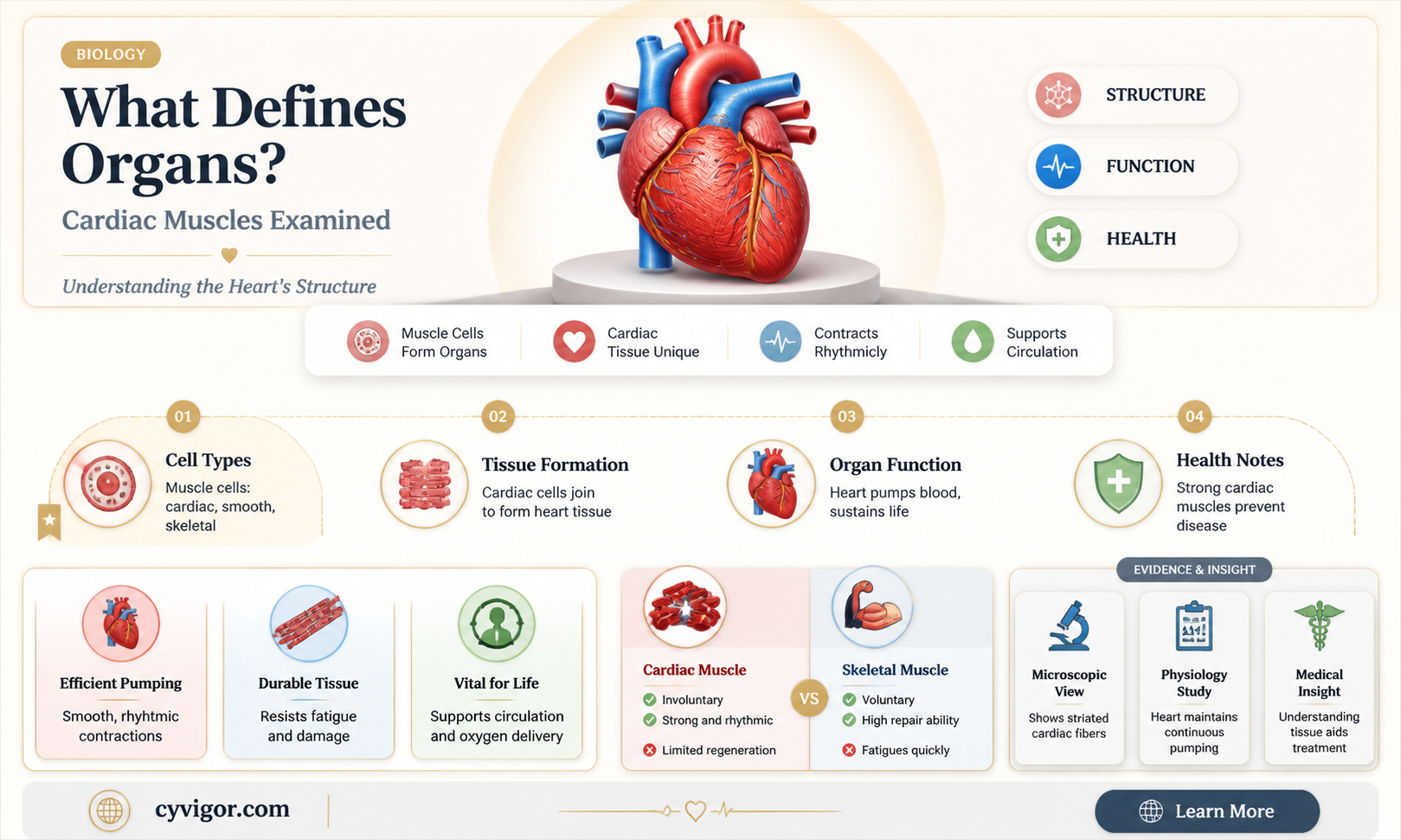 are cardiac muscles organs