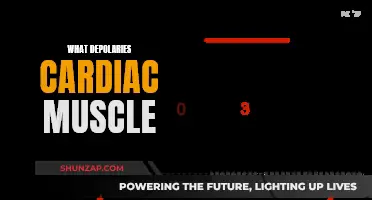 The Heart's Rhythm: What Depolarizes Cardiac Muscle?