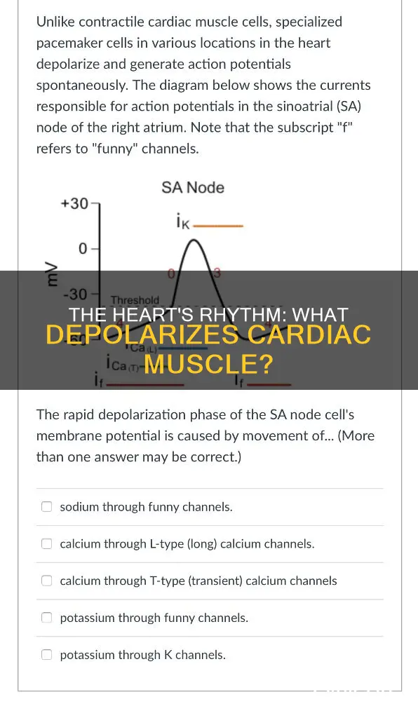 what depolaries cardiac muscle