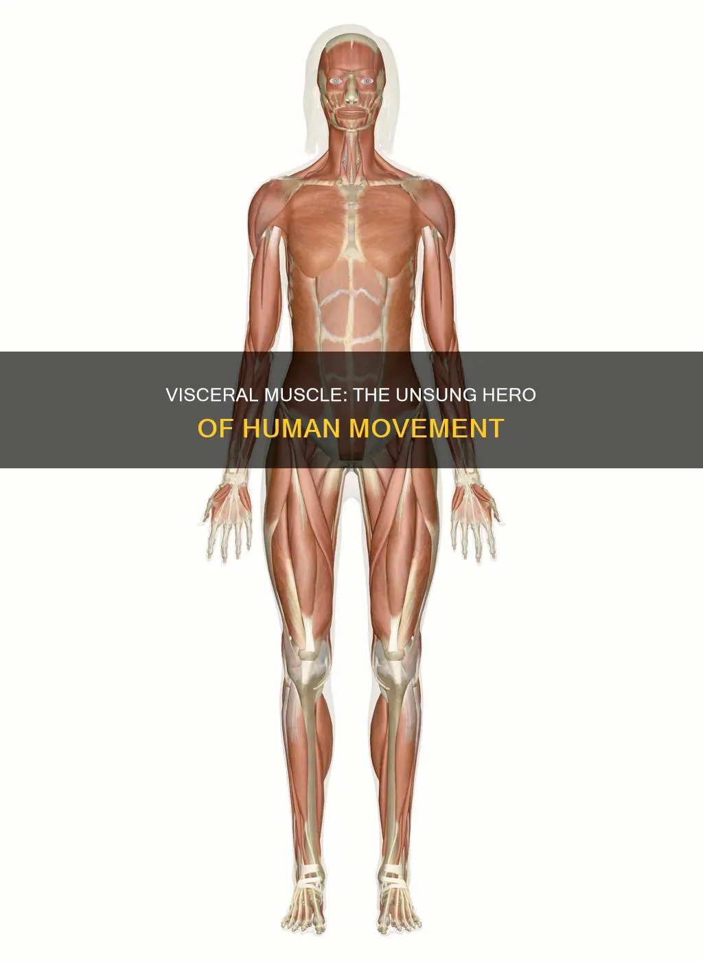 what describes visceral muscle