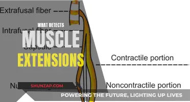 How Do Our Brains Detect Muscle Extensions?