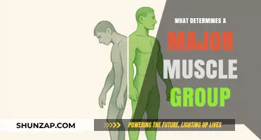 Understanding Major Muscle Groups: Key Factors and Definitions