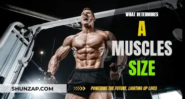 Muscle Size: Genetic Blueprint or Lifestyle?