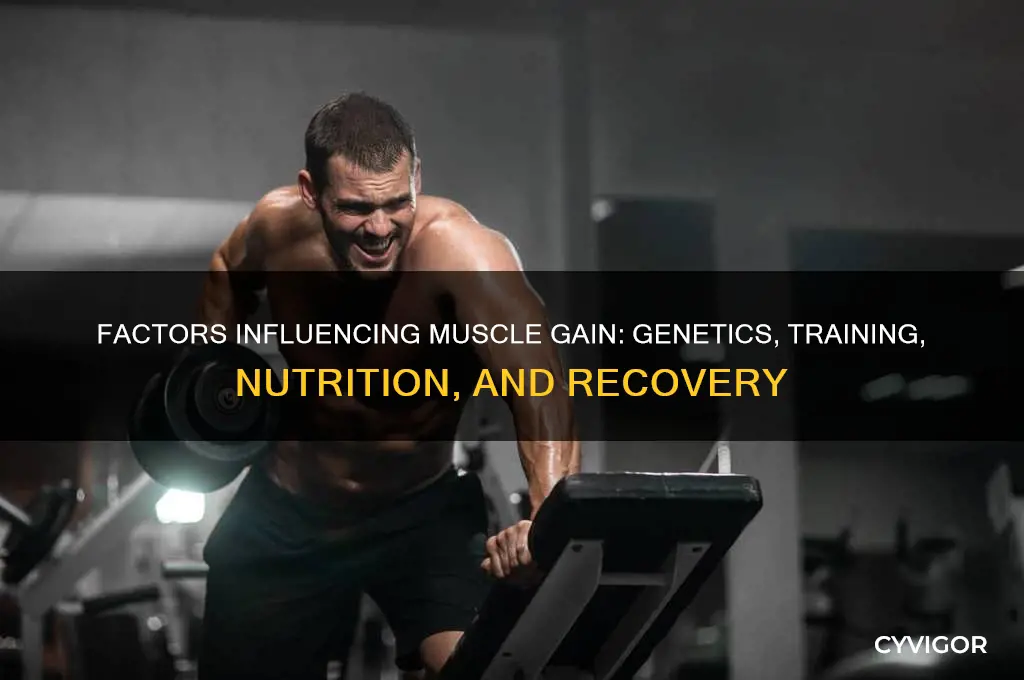 what determines how much muscle you can gain