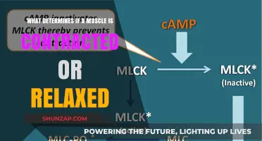 Understanding Muscle Contraction: Key Factors Influencing Relaxation and Tension