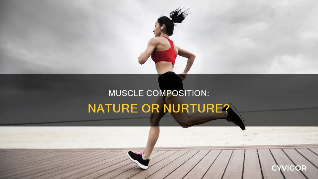 what determines muscle composition
