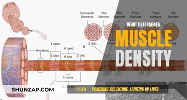 Muscle Density: Nature or Nurture?