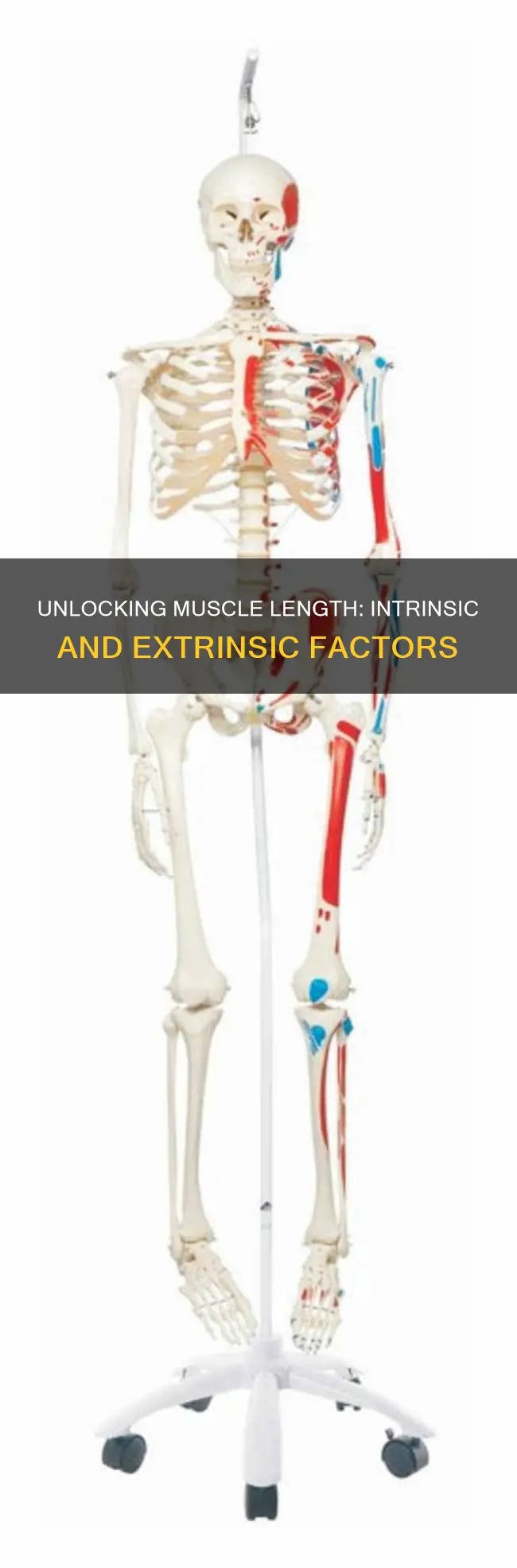 what determines muscle length