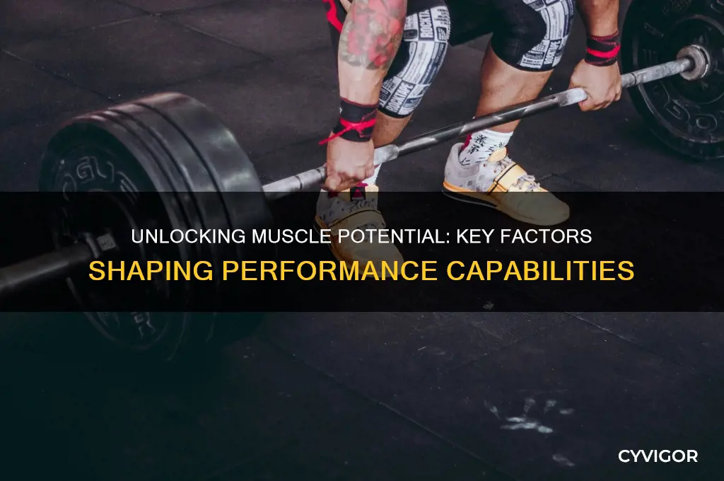 what determines performance capabilities of a muscle or muscle group