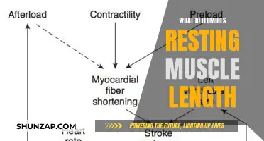 Muscle Length: What Determines Your Resting Length?