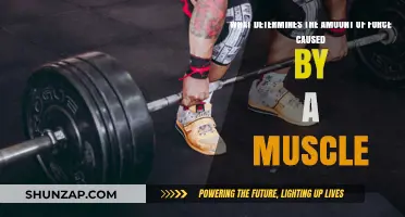 Understanding Muscle Force: Key Factors Shaping Strength and Power