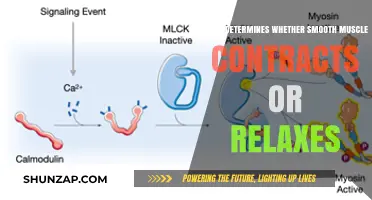 Mechanisms Controlling Smooth Muscle Contraction and Relaxation Explained