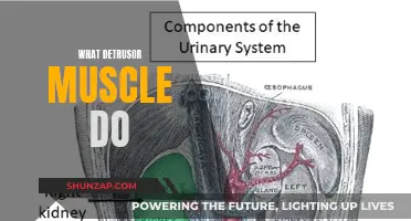 The Detrusor Muscle: Bladder Emptying and Filling
