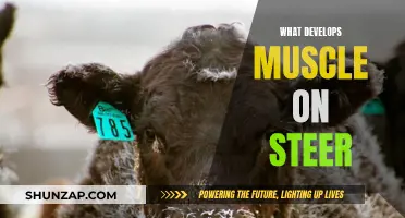 Building Muscle in Steers: A Guide