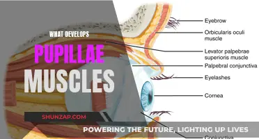 How Pupillary Light Reflex Develops Your Eye Muscles