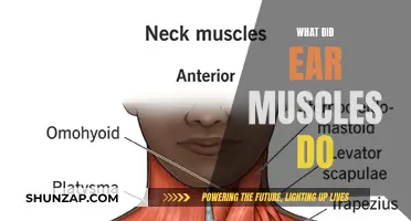 Ear Muscles: What's Their Function?