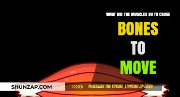 How Muscles Contract to Facilitate Bone Movement and Body Motion
