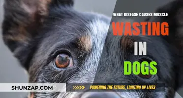 Understanding Canine Muscle Atrophy: Diseases Causing Wasting in Dogs