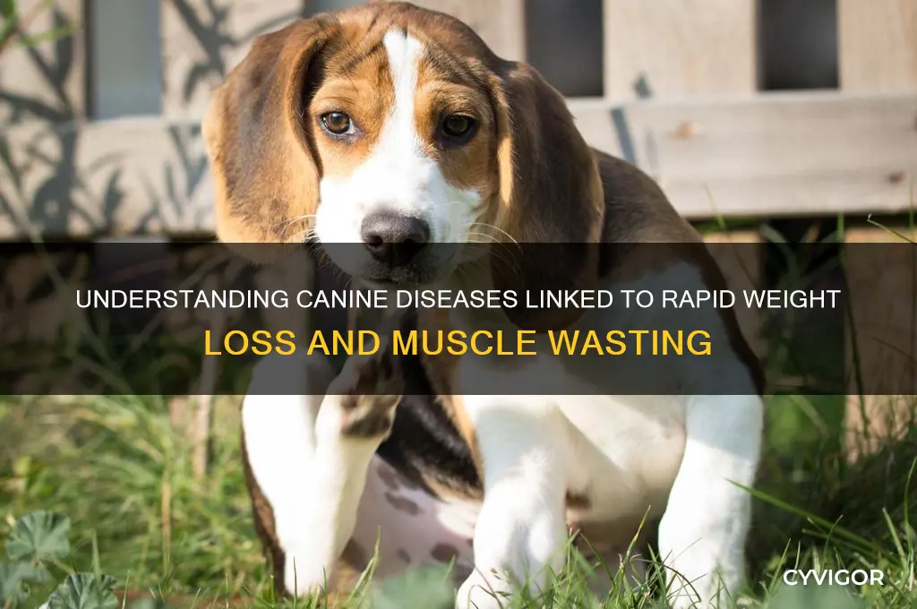 what disease in dogs cause massive weight lose and muscle