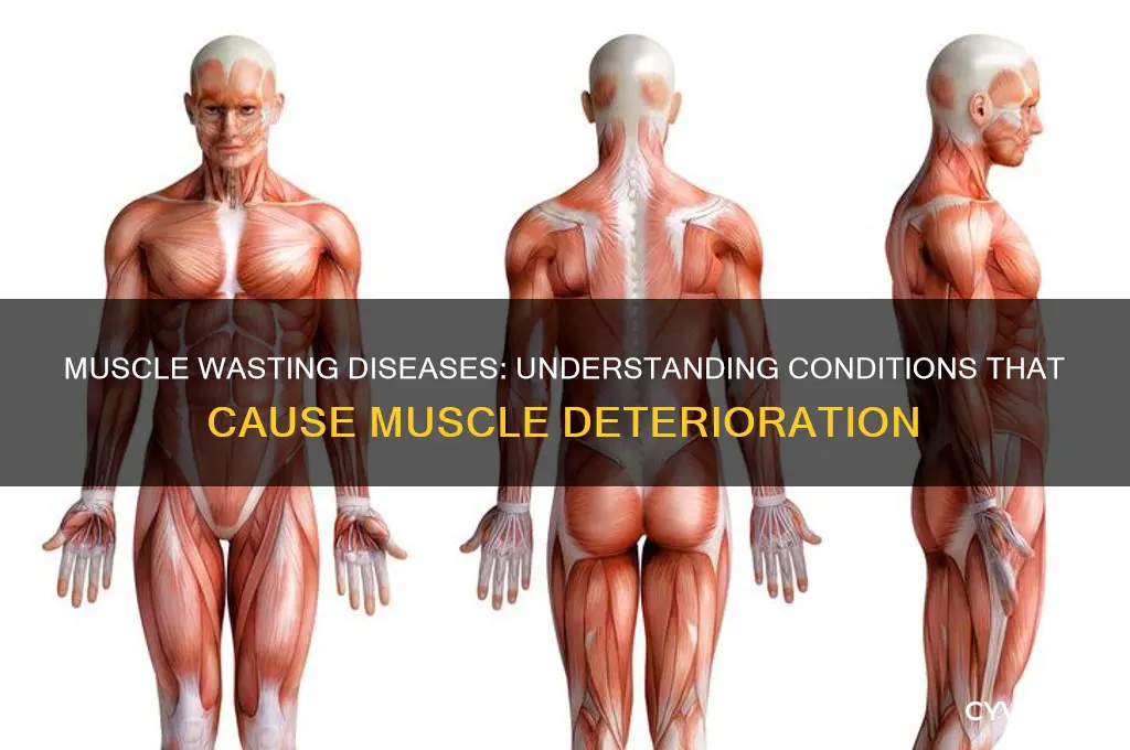 what disease will cause your muscles to detearate