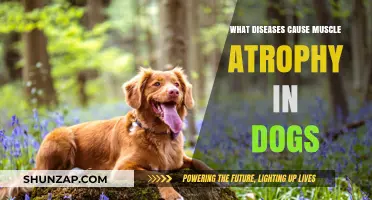Understanding Canine Muscle Atrophy: Diseases Leading to Muscle Loss in Dogs