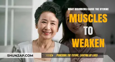 Understanding Uterine Muscle Weakness: Disorders Behind Pelvic Floor Dysfunction