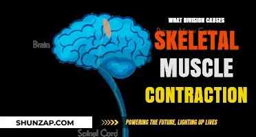 How Neural Signals and Motor Units Trigger Skeletal Muscle Contractions