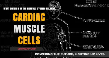 Parasympathetic Nervous System: How It Relaxes Cardiac Muscle Cells