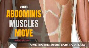 Abdominal Muscles: What's Their Function?