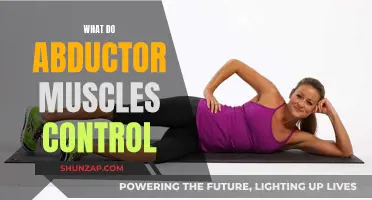 Abductor Muscles: What They Control and Why They Matter
