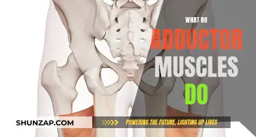 Adductor Muscles: Their Function and Your Body