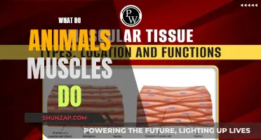 How Muscles Help Animals Move