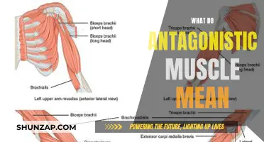 Understanding Antagonistic Muscles and Their Functions