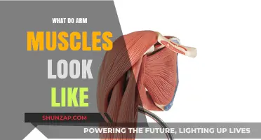 Understanding the Anatomy and Appearance of Well-Defined Arm Muscles