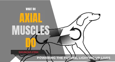 Axial Muscles: Core Strength and Posture Powerhouses