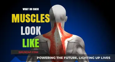 Exploring the Anatomy of Back Muscles: A Visual Guide