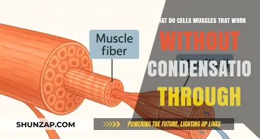 Muscle Cells Functioning Without Condensation: Unraveling the Mechanism