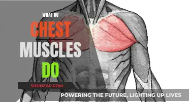Understanding the Function of Your Chest Muscles